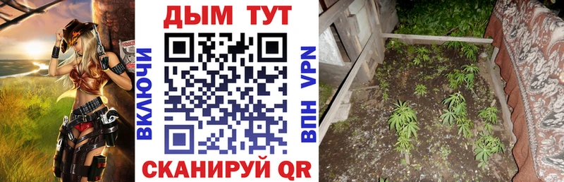 Каннабис Amnesia  Купить где  Вяземский 